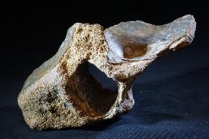 Woolly Rhino Vertebra Bone, from North Sea Area, Ice Age (REF:WRB4)