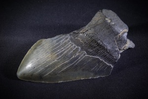 C. Megalodon Shark Tooth, from South Carolina, U.S.A. (No.114)