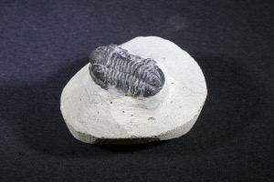 Proteus S.P Trilobite, from the Atlas Mountains, Morocco (No.130)
