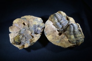 Flexicalymene Trilobite Nodule (Positive & Negative) from Morocco (No.153)