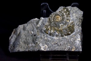 Promicroceras planicosta Ammonite, from Charmouth, UK (No.29) 