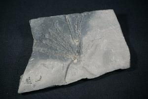 Permian Conifer Fossil (REF:47)