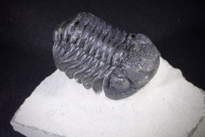 Phacops S.P Trilobite from Morocco (No.474)