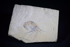 Carpopenaeus Shrimp, from Lebanon (No.63)
