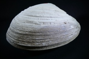 Mercenaria permagna bivalve fossil, North Carolina, USA (No.93)