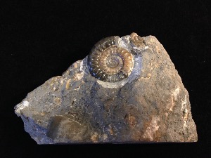 Asteroceras obtusum Ammonite - Dorset Jurassic Coast (no.4)