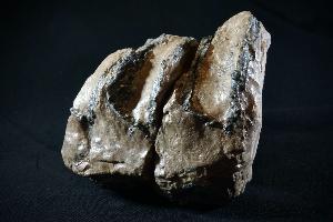 Southern Mammoth Tooth, from Carpathian Mountains (REF:CMMT4)