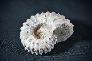 Douvilliceras Ammonite, from Madagascar (REF:DA3)