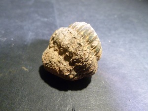 Trilobite - Flexicalymene Rolled Trilobite (No.26)