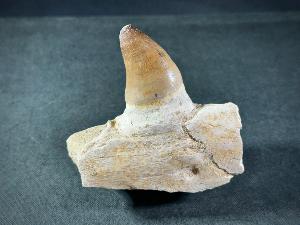Mosasaur Tooth & Partial Jaw, from Morocco (REF:MOSPJ10)