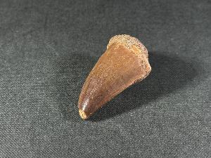 Mosasaurus Tooth, from Morocco (REF:MOST17)