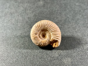 Perisphinctes Ammonite, from Madagascar (REF:PERIMAD4)