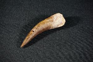 Elasmosaurus Plesiosaur Tooth, from Khouribga, Morocco (REF:PT7)