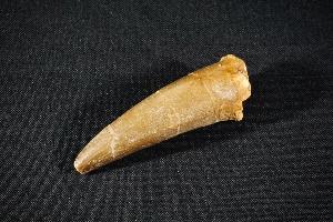 Elasmosaurus Plesiosaur Tooth, from Khouribga, Morocco (REF:PT9)