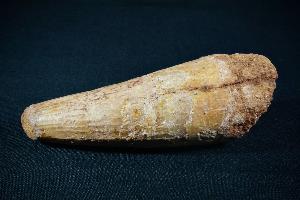 Spinosaurus Dinosaur Tooth, from Morocco (REF:SDT5)