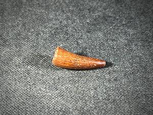 Spinosaurus Dinosaur Tooth, from Morocco (REF:SPINODT8)