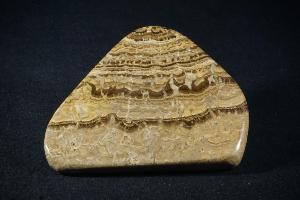 Stromatolite from Fife, Scotland, UK (REF:SS14)