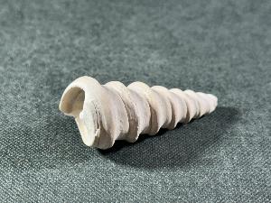Turritella Shell, from Virginia, U.S.A. (REF:TURR6)