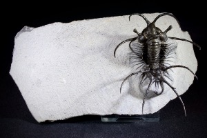 Ceratarges S.P Trilobite, from Morocco (No.137)