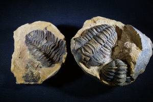 Flexicalymene Trilobite Nodule (Positive & Negative) from Morocco (No.149)