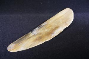 Mammoth Tusk Fragment (No.216)