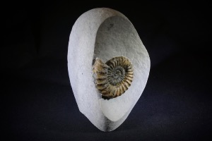 Oistoceras (Also Know As Androgynoceras) Ammonite, from Stonebarrow, Dorset, England (No.25)