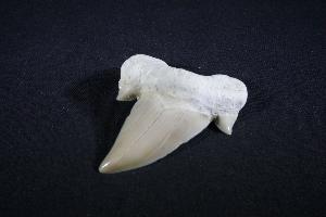 Otodus obliques Lamna Shark Tooth, from Khouibga, Nr Oued Zem, Morocco (No.42)