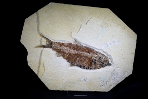 Knightia Fossil Fish, from Green River Formation, Wyoming, U.S.A. (No.623)