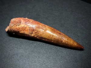 Spinosaur Tooth, from Morocco (No.7)