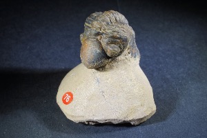Phacops Trilobite, from Morocco (No.76)