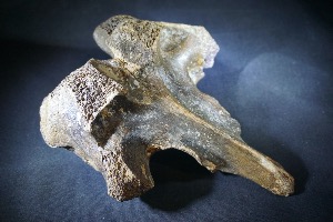Mammoth Bone, from North Sea Area, Ice Age (No.818)