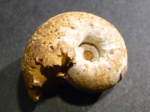 Aspidoceras Ammonite, from Madagascar (No.2)