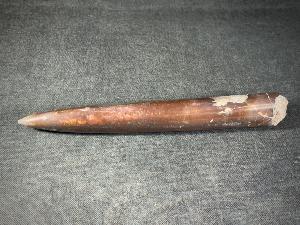 Belemnite, from Oxford Clay Formation, Northamptonshire, UK (REF:BEL1)