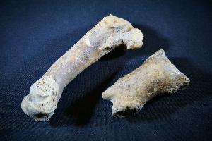 Cave Bear (Ursus Spelaeus) Toe Bones, from Romania (REF:CB1)