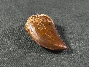 Carcharodontosaurus Dinosaur Tooth, from Sahara Desert, Morocco (REF:CDT8)