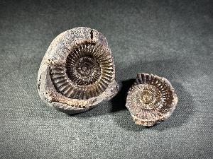 Dactylioceras Ammonite, from Whitby, Yorkshire, UK (REF:DACT2)