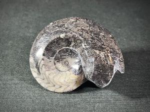 Goniatite, from Morocco (REF:GON4)