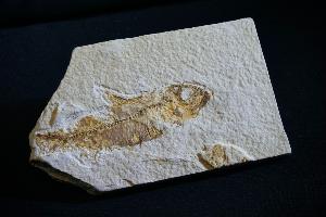 Knightia Fossil Fish, from Green River Formation, Wyoming, U.S.A. (REF:KF204)
