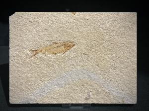 Knightia Fossil Fish, from Green River Formation, Wyoming, U.S.A. (REF:KNTIAFISH1)