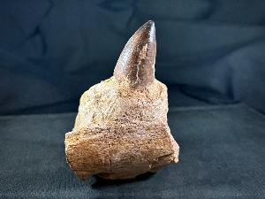 Mosasaur Tooth & Partial Jaw, from Morocco (REF:MOSPJ1)