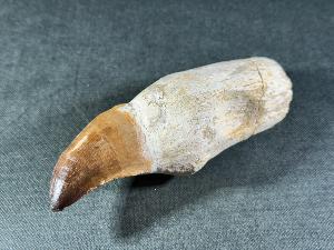 Rooted Mosasaur Tooth, from Oued Zem Region, Morocco (REF:MOSRT31)
