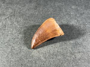 Mosasaurus Tooth, from Morocco (REF:MOST11)