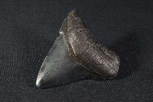 Megalodon Shark Tooth, from South Carolina, U.S.A. (REF:MT18)