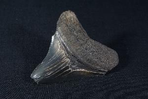 Megalodon Shark Tooth, from South Carolina, U.S.A. (REF:MT3)