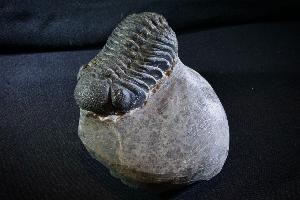 Phacops S.P. Trilobite, from Morocco (REF:PT1)