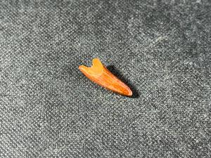Pterosaur Tooth, from Kem Kem Formation, South East Morocco (REF:PTRTH3)