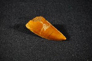 Raptor Dinosaur Tooth, from Kem Kem Beds, South East Morocco (REF:RTM2)