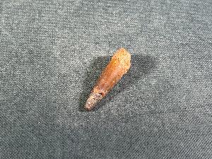 Spinosaurus Dinosaur Tooth, from Morocco (REF:SDT21)