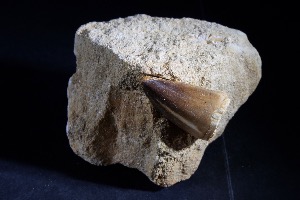 Mosasaur Tooth -  On Matrix -  from Morocco (No.131)