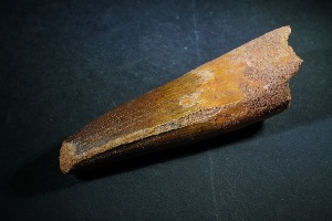 Spinosaurus Tooth, from Morocco (No.140)